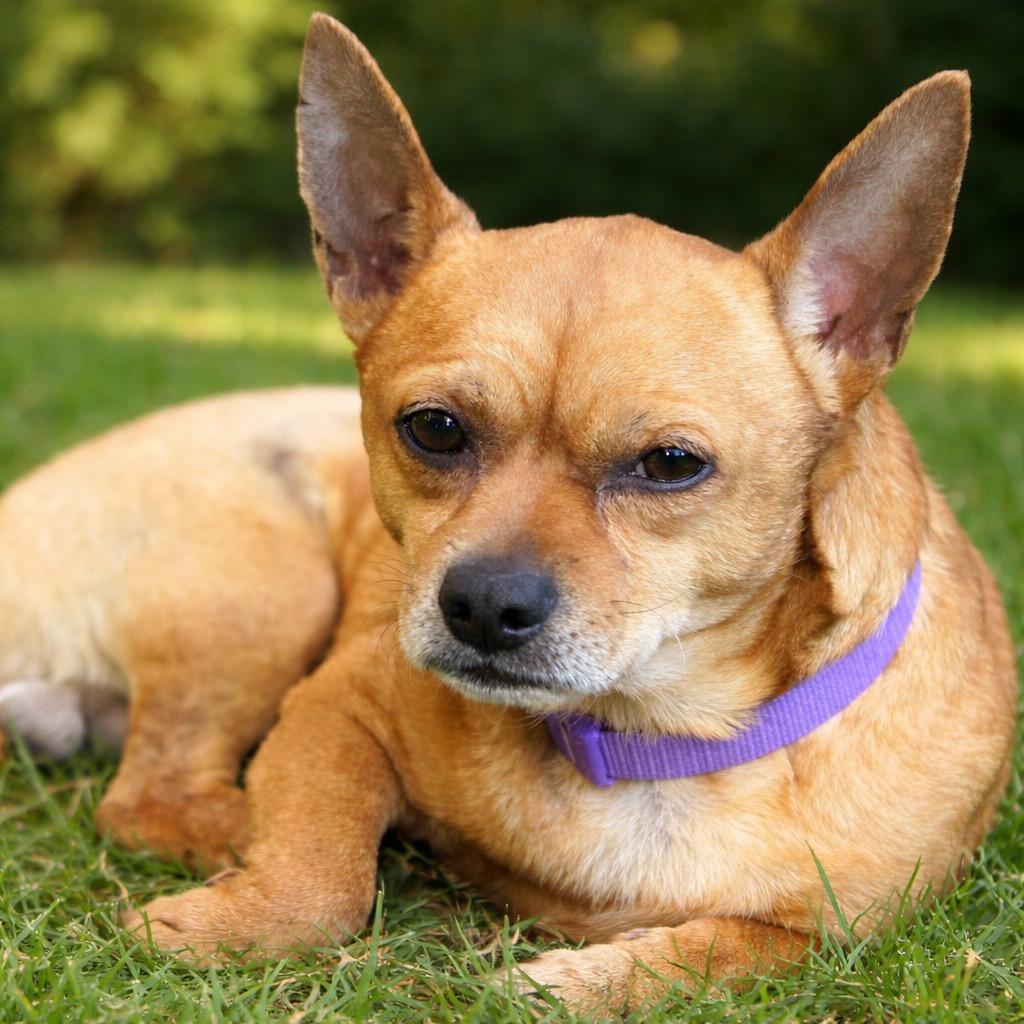 Asher, Adopted, Senior Male Chihuahua.