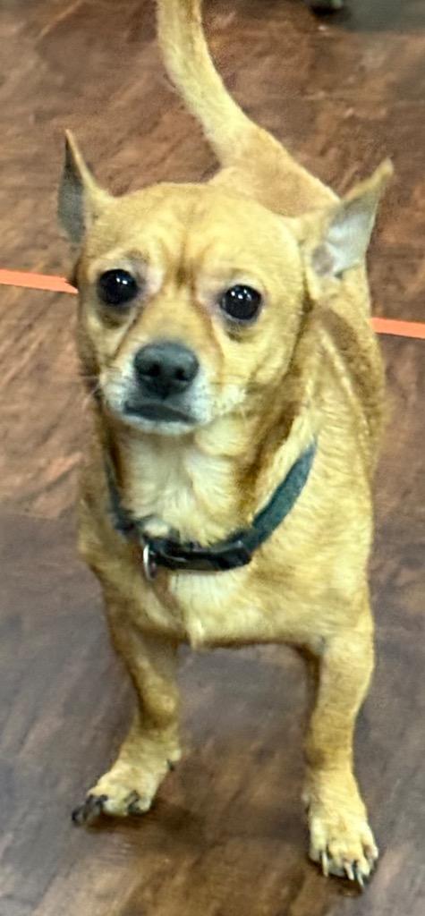 Enlarge Asher, a Adopted Chihuahua in Crossville, TN image 2/6