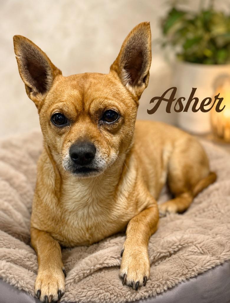 Enlarge Asher, a Adopted Chihuahua in Crossville, TN image 3/6
