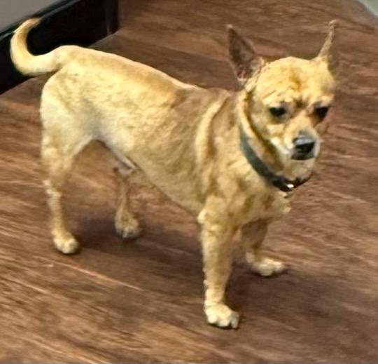 Enlarge Asher, a Adopted Chihuahua in Crossville, TN image 4/6