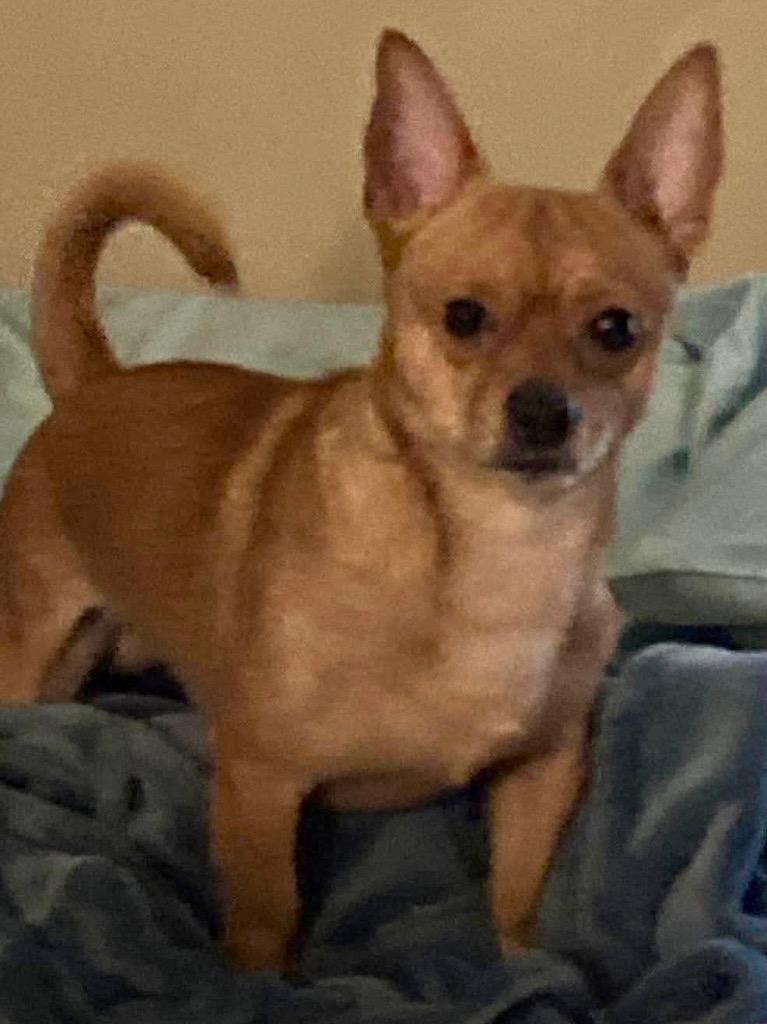 Enlarge Asher, a Adopted Chihuahua in Crossville, TN image 6/6