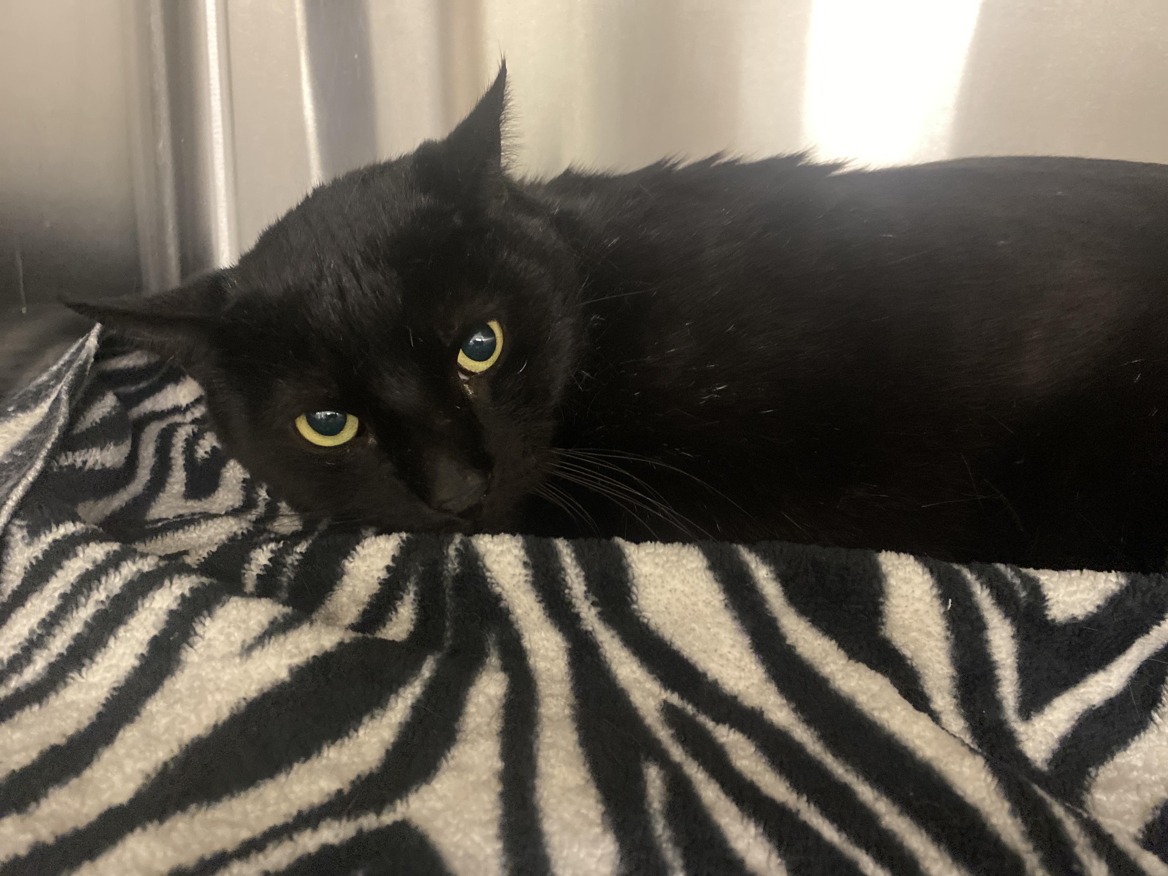 T Challa, Adoptable, Adult Male Domestic Short Hair.