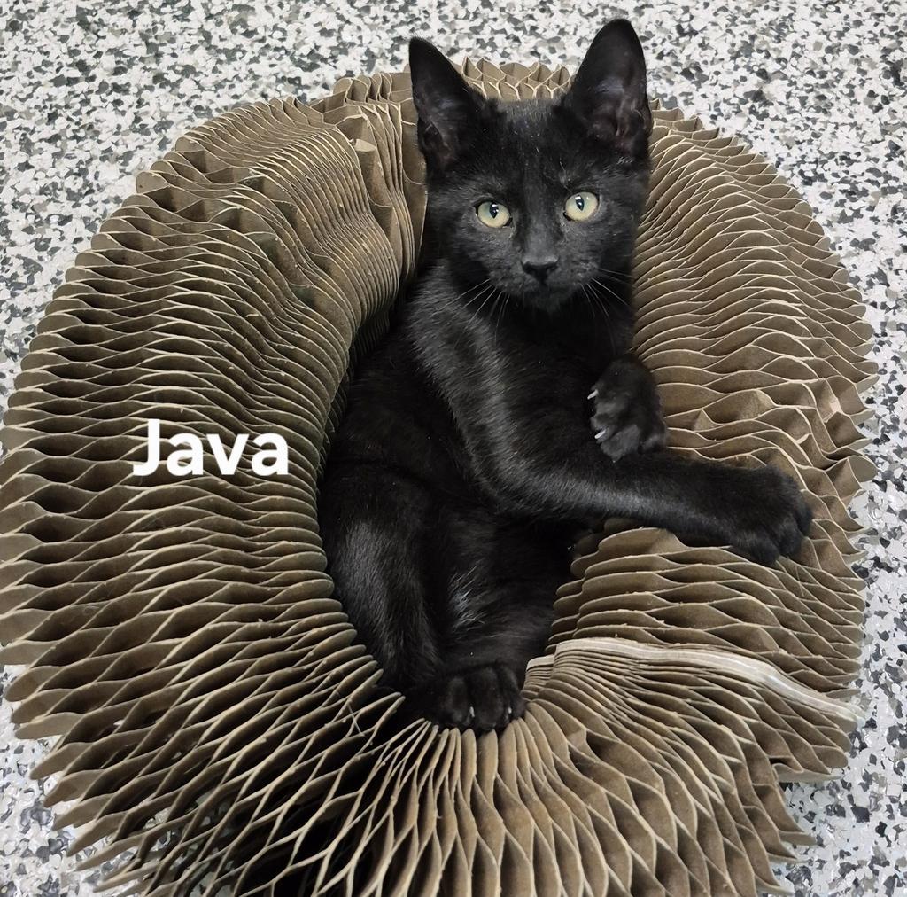 Enlarge Java, a Adopted mixed breed in Kendallville, IN image 1/1