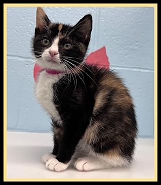 LILY, Adoptable, Kitten Female Domestic Short Hair.