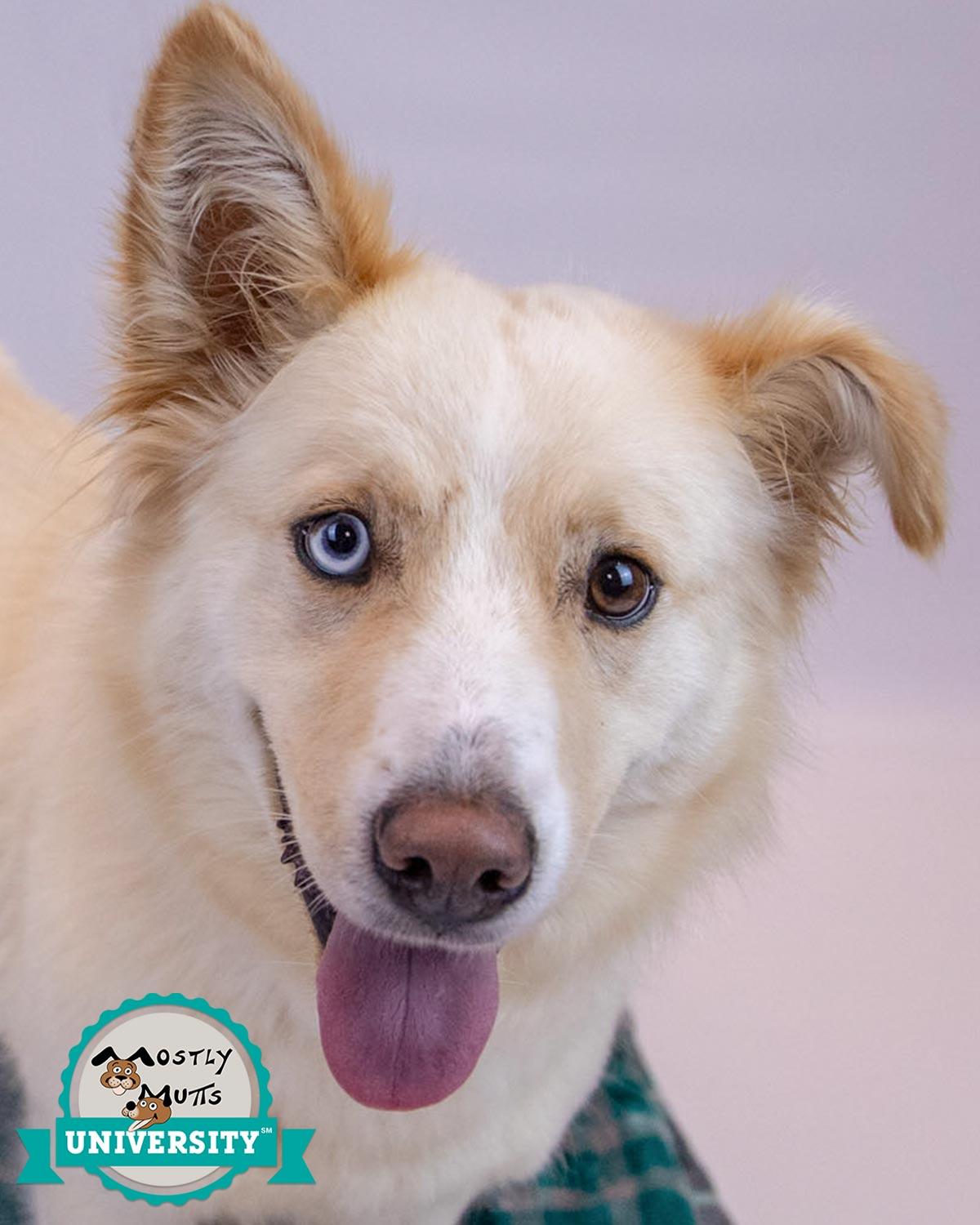 Enlarge Shellie, a Adoptable mixed breed in Kennesaw, GA image 1/6