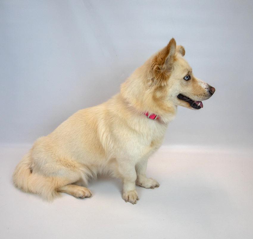 Enlarge Shellie, a Adoptable mixed breed in Kennesaw, GA image 3/6