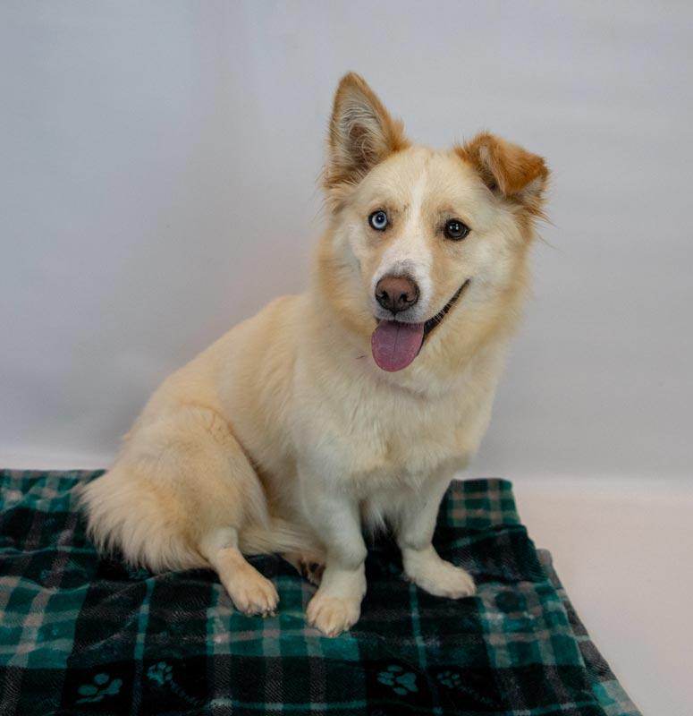 Enlarge Shellie, a Adoptable mixed breed in Kennesaw, GA image 2/6