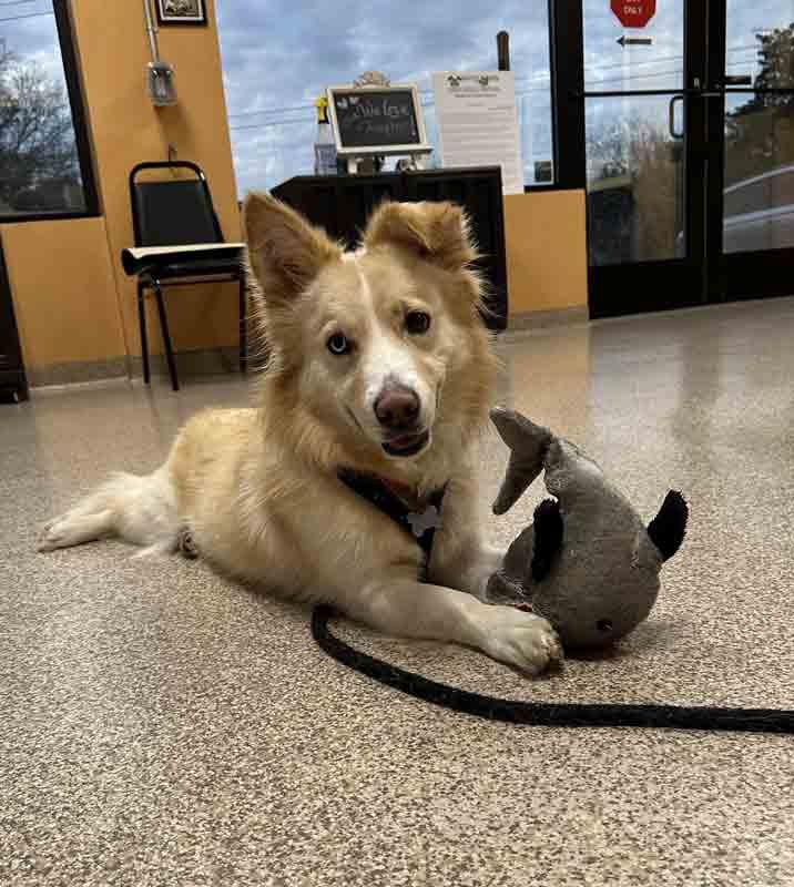 Enlarge Shellie, an adoptable mixed breed in Kennesaw, GA image 5/6