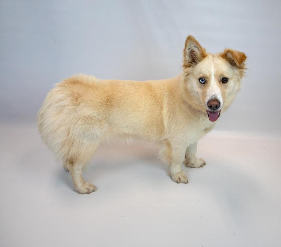 Enlarge Shellie, a Adoptable mixed breed in Kennesaw, GA image 5/6