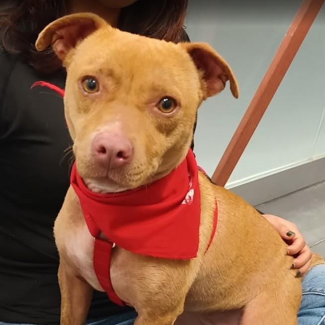 Ginger, adopted, Young Female American Staffordshire Terrier & Terrier.