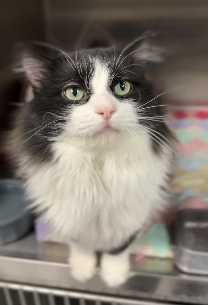 Harry, Adoptable, Adult Male Domestic Long Hair.