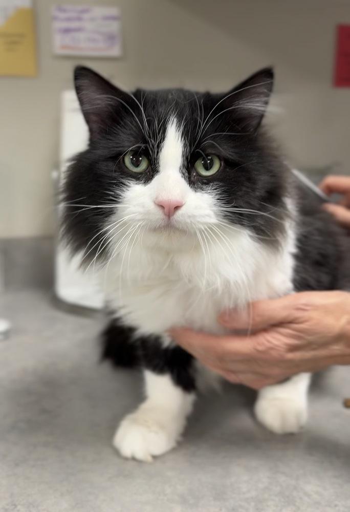 Harry, Adoptable, Adult Male Domestic Long Hair.