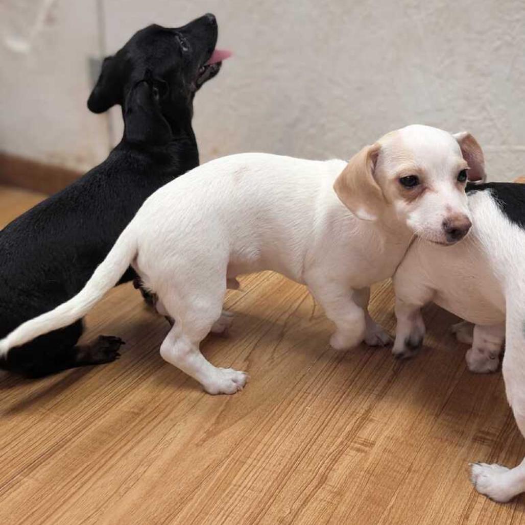 Ivory, Adoptable, Puppy Male Chihuahua.