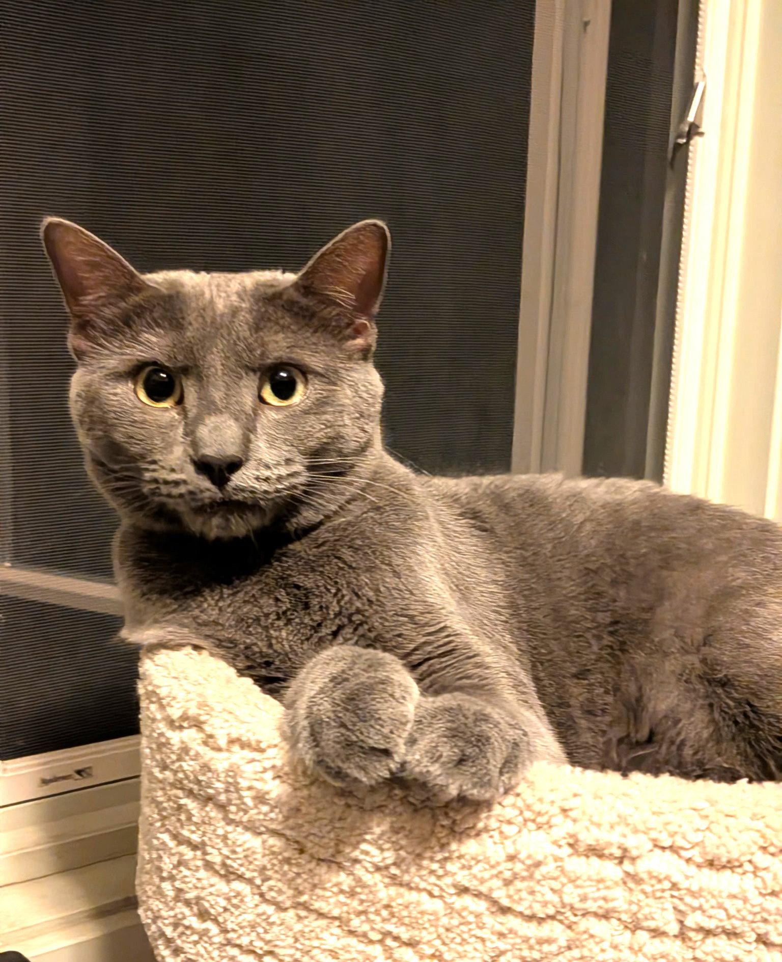 Enlarge misty, a Adopted mixed breed in San Jose, CA image 1/3