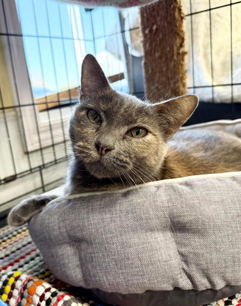 Chloe, Adoptable, Adult Female Dilute Tortoiseshell.