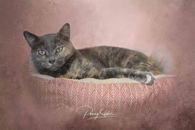 Chloe, Adoptable, Adult Female Dilute Tortoiseshell.