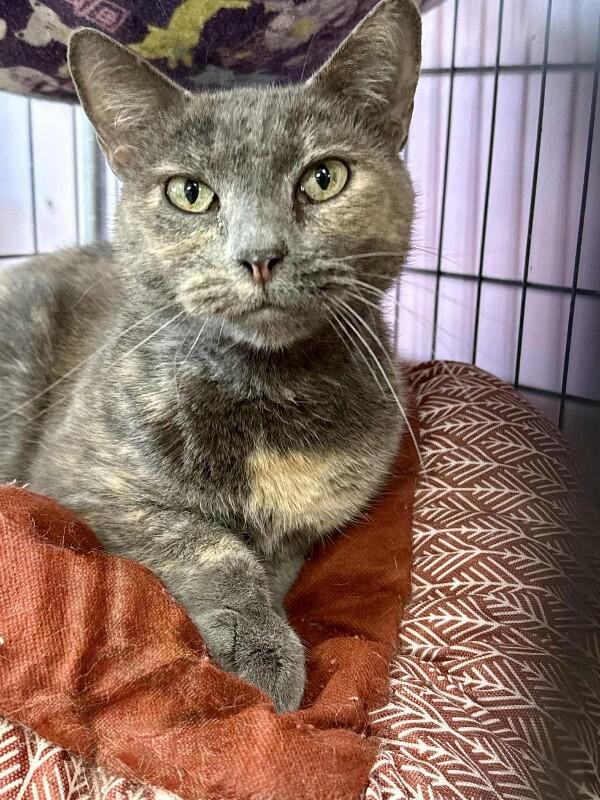 Chloe, a Adoptable Dilute Tortoiseshell in Belton, MO image 2/4