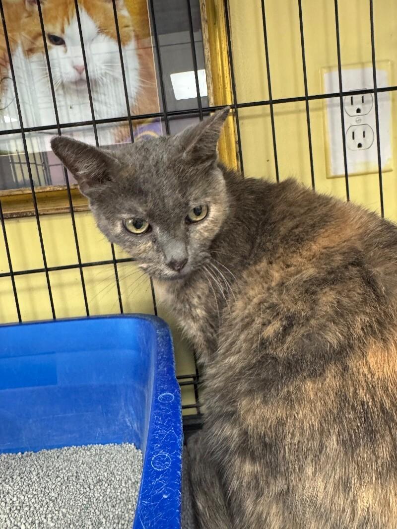 Chloe, a Adoptable Dilute Tortoiseshell in Belton, MO image 4/4