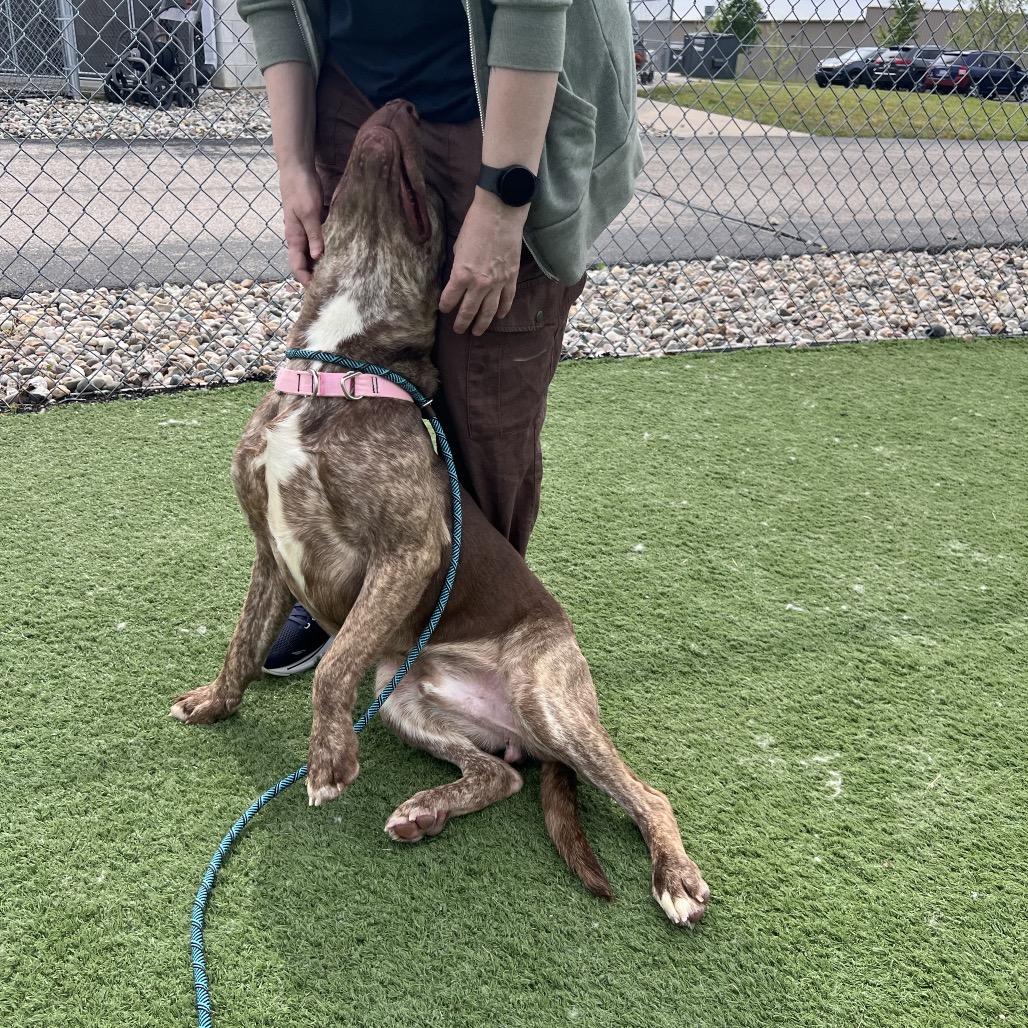Pinky - I'm in training!, Adoptable, Young Male Pit Bull Terrier & Mixed Breed.