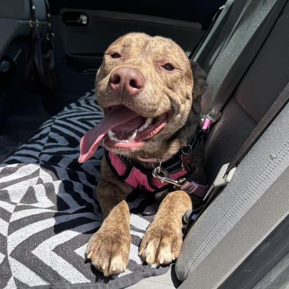 Enlarge Pinky - I'm in training!, a Adoptable mixed breed in Bristol, IN image 2/6