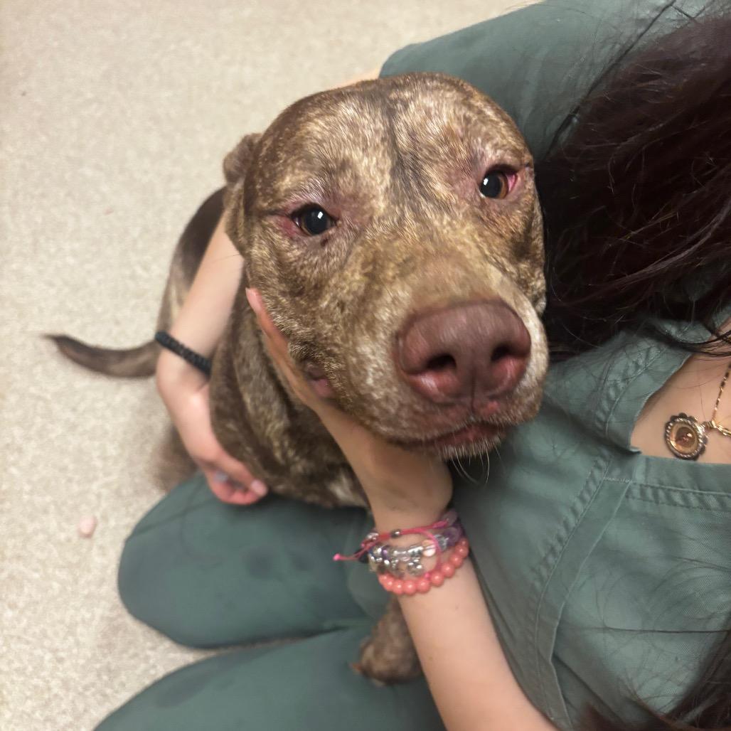 Pinky, Adoptable, Young Male Pit Bull Terrier & Mixed Breed.