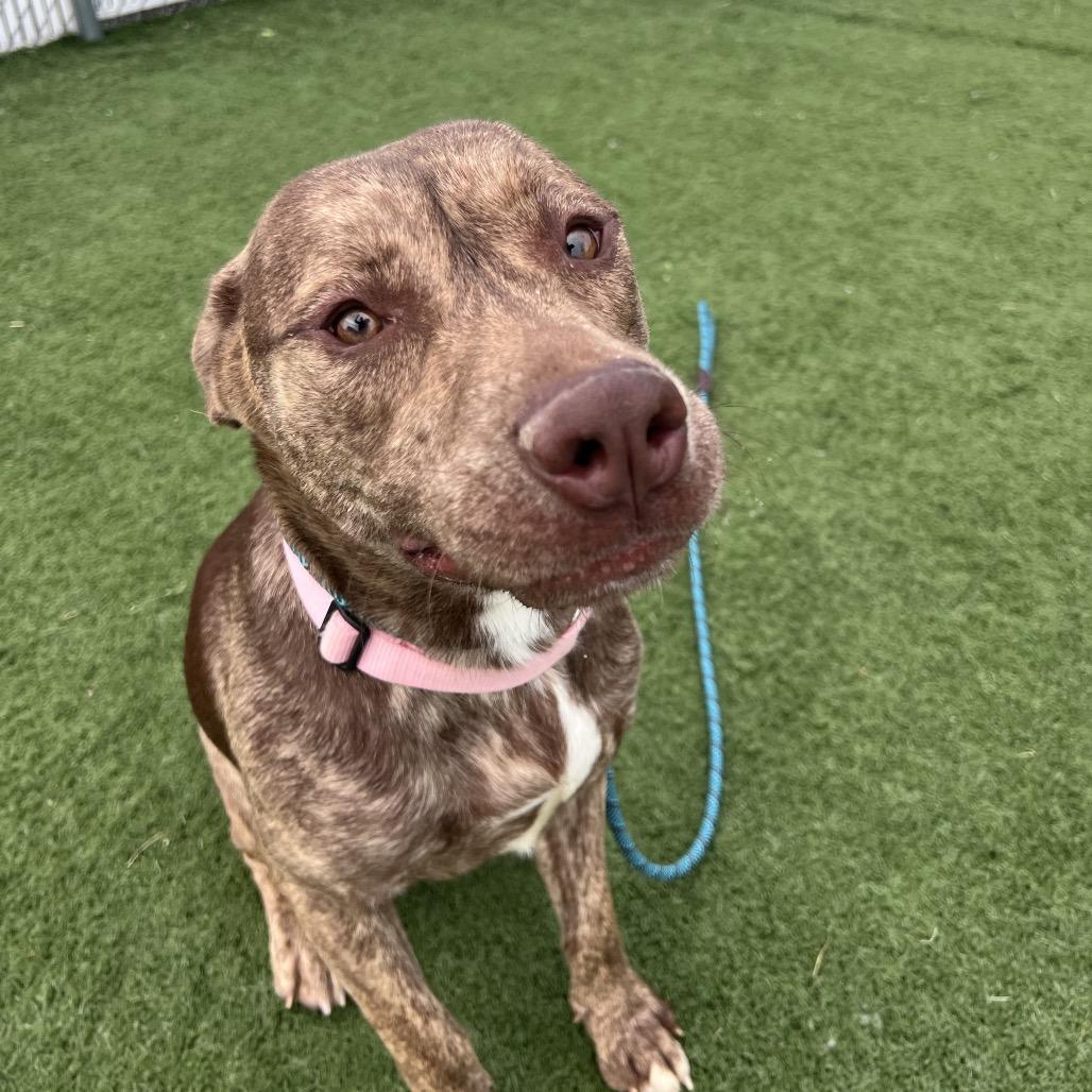 Enlarge Pinky - I'm in training!, a Adoptable mixed breed in Bristol, IN image 4/6