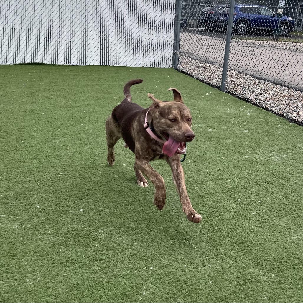 Enlarge Pinky - I'm in training!, a Adoptable mixed breed in Bristol, IN image 4/6