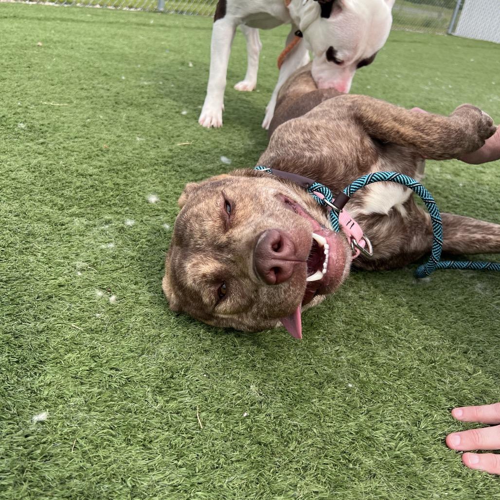 Enlarge Pinky - I'm in training!, a Adoptable mixed breed in Bristol, IN image 5/6