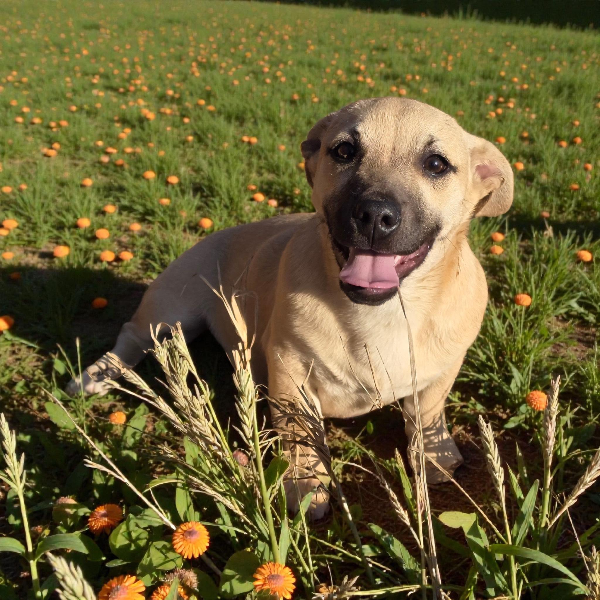 Enlarge Wrangler, an adopted mixed breed in Anderson, SC image 1/3