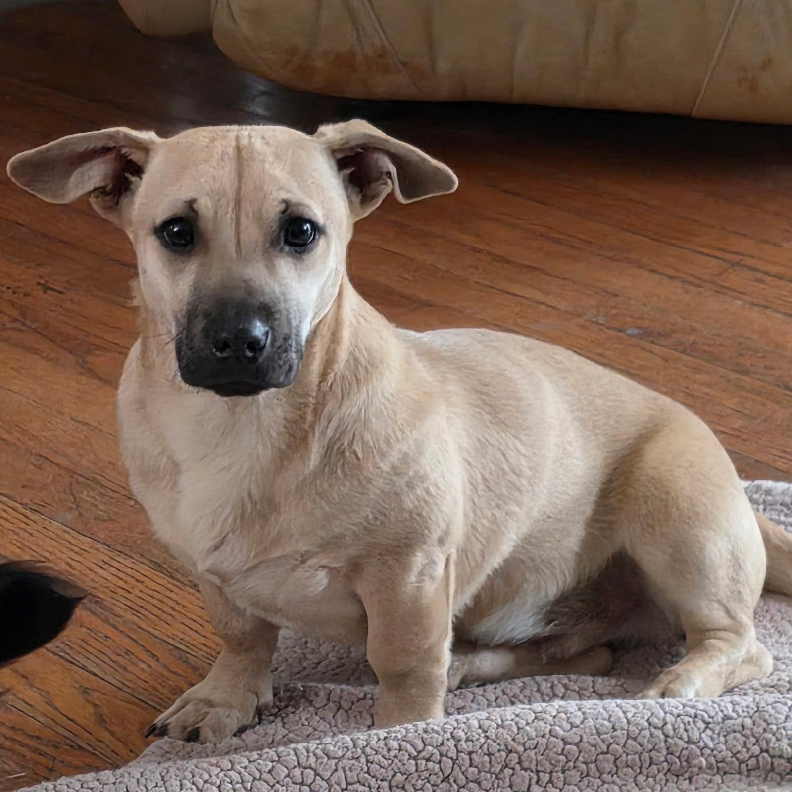 Enlarge Wrangler, an adopted mixed breed in Anderson, SC image 3/3