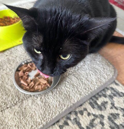 Hi-Jinks, Adoptable, Young Female Domestic Short Hair.