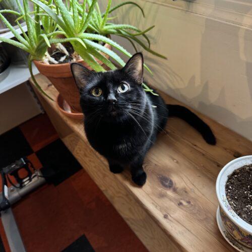 Hi-Jinks, Adoptable, Young Female Domestic Short Hair.