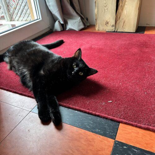 Enlarge Hi-Jinks, a Adoptable Domestic Short Hair in Toronto, ON image 2/5