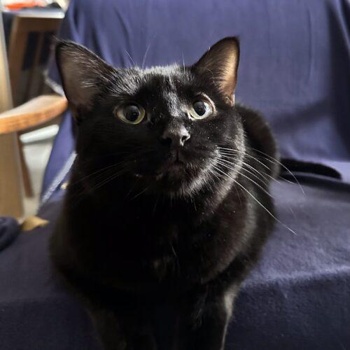 Enlarge Hi-Jinks, a Adoptable Domestic Short Hair in Toronto, ON image 3/5