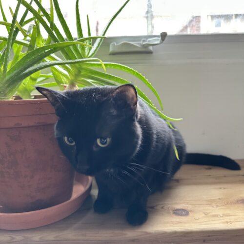 Enlarge Hi-Jinks, a Adoptable Domestic Short Hair in Toronto, ON image 4/5
