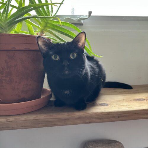 Enlarge Hi-Jinks, a Adoptable Domestic Short Hair in Toronto, ON image 5/5