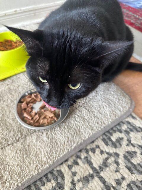 Enlarge Hi-Jinks, a Adoptable Domestic Short Hair in Toronto, ON image 2/2