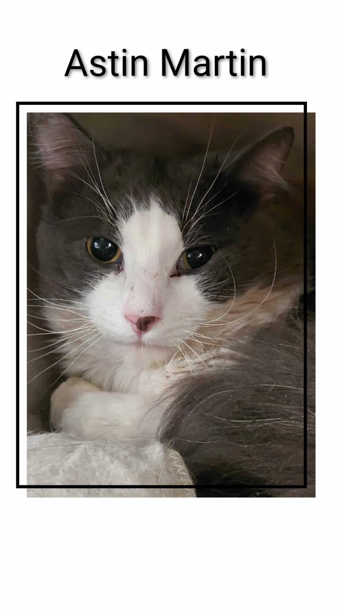 Enlarge Astin Martin, a Adoptable Domestic Short Hair in Caistor Centre, ON image 1/1