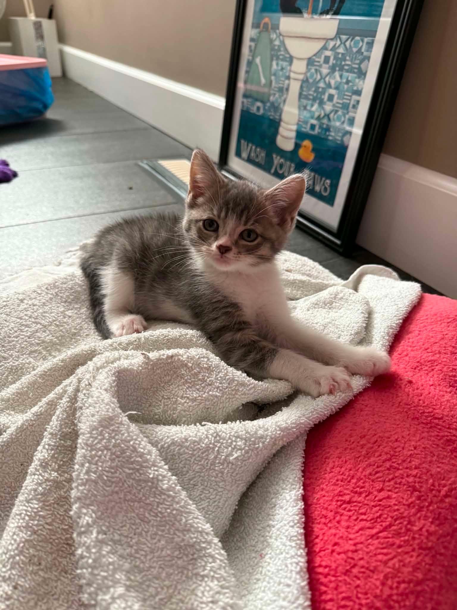 Enlarge Lewis, a Adoptable Domestic Short Hair in Calgary, AB image 1/3