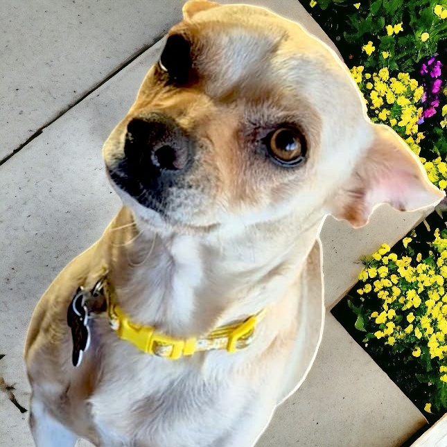 Dog for adoption Lola, a Chihuahua Mix in Encinitas, CA Petfinder