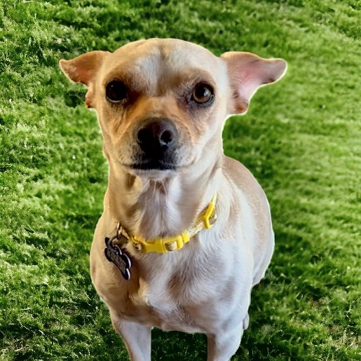 Dog for adoption Lola, a Chihuahua Mix in Encinitas, CA Petfinder