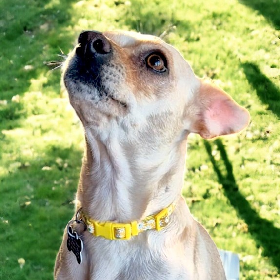 Dog for adoption Lola, a Chihuahua Mix in Encinitas, CA Petfinder