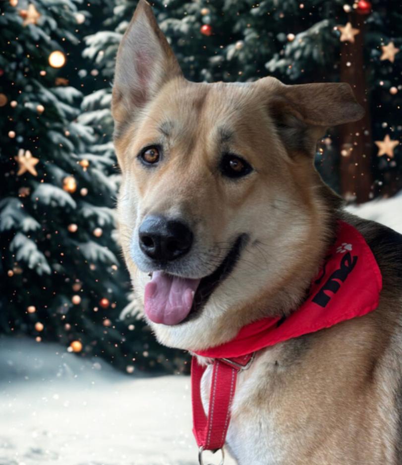 Reevah , a ADOPTABLE mixed breed in Danville, VA image 2/5