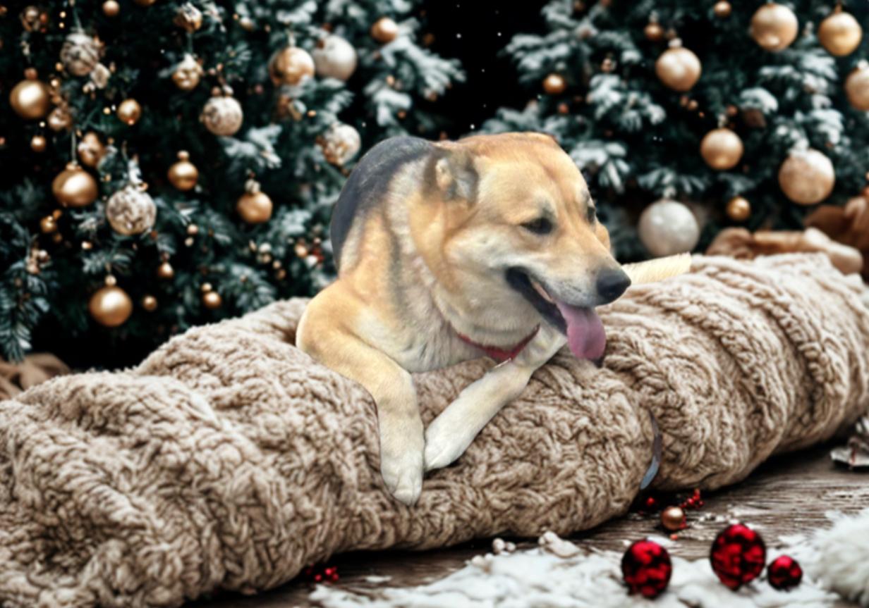 Reevah , a ADOPTABLE mixed breed in Danville, VA image 3/5