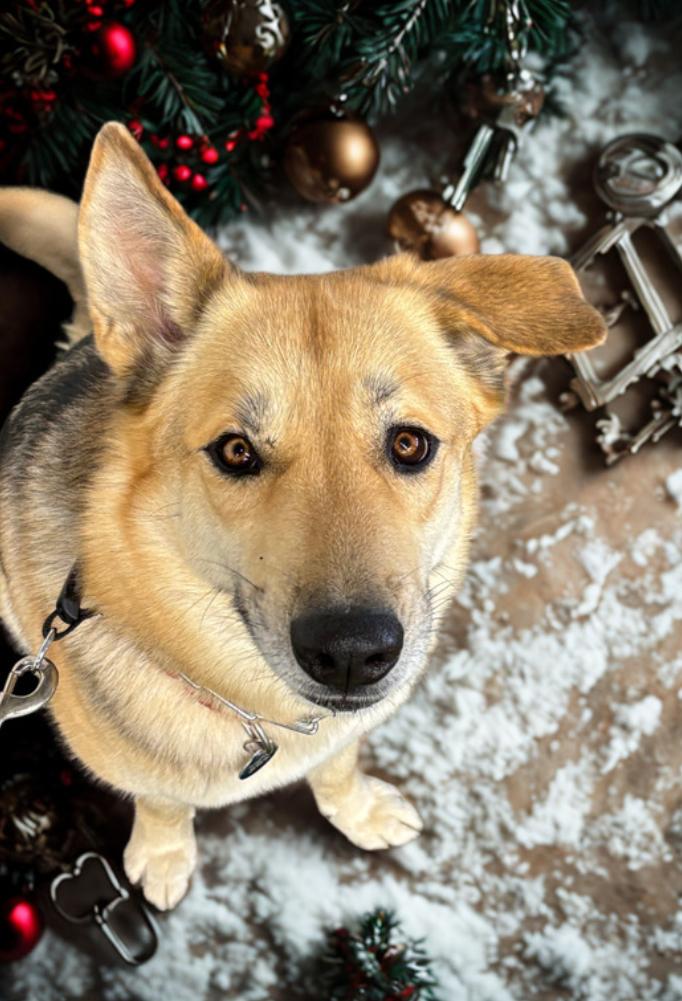 Reevah , a ADOPTABLE mixed breed in Danville, VA image 5/5