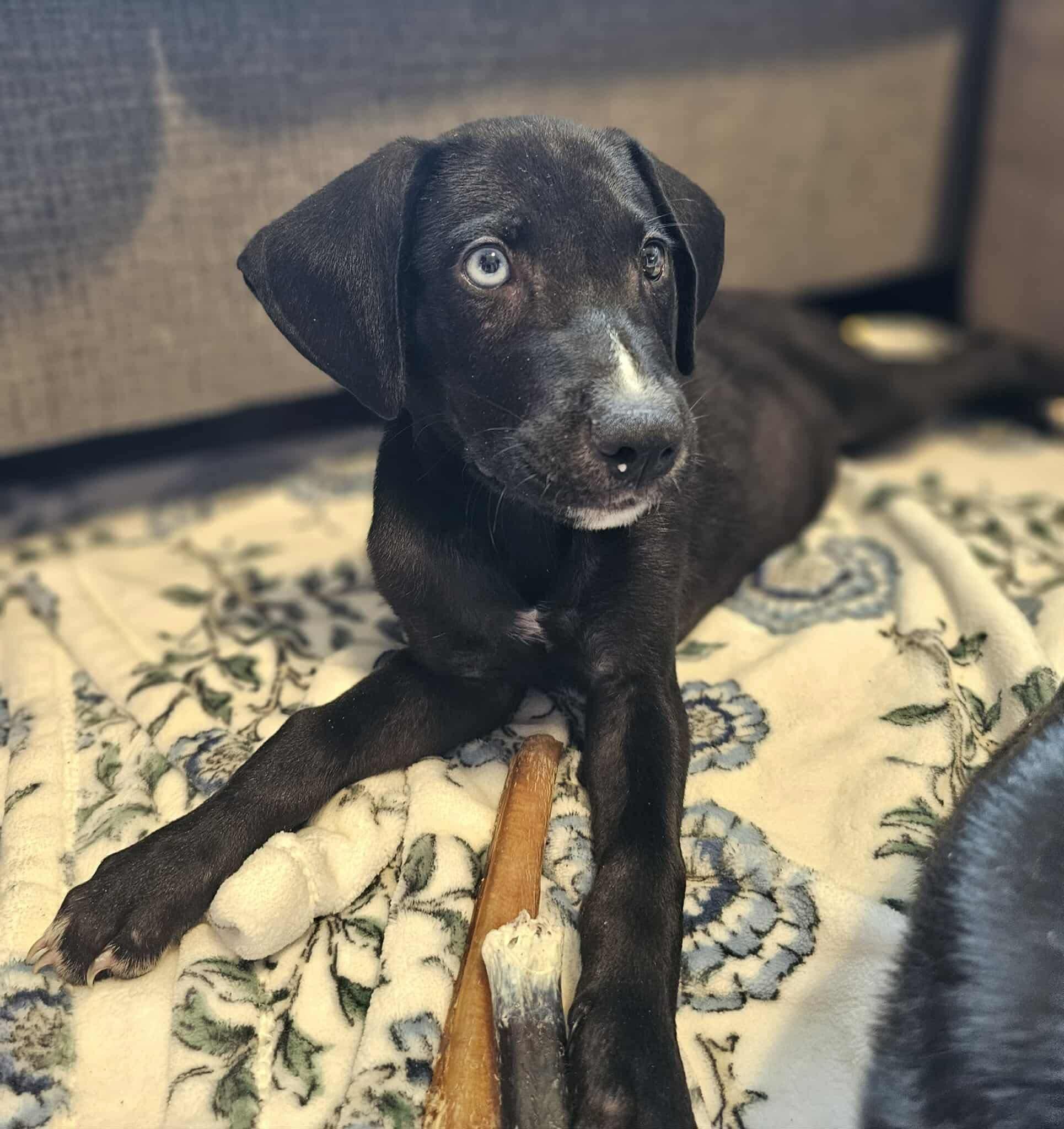 Luka