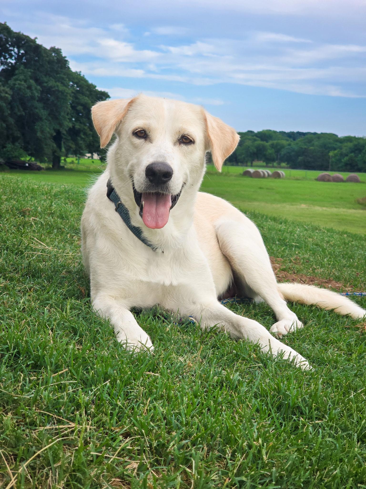 Enlarge Sunday, an adopted mixed breed in Hoffman Estates, IL image 1/3