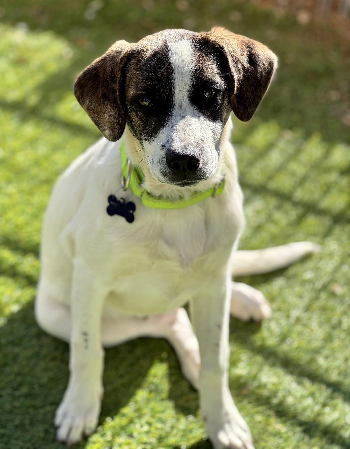 Enlarge Keith Urban, a ADOPTABLE mixed breed in Southlake, TX image 2/4