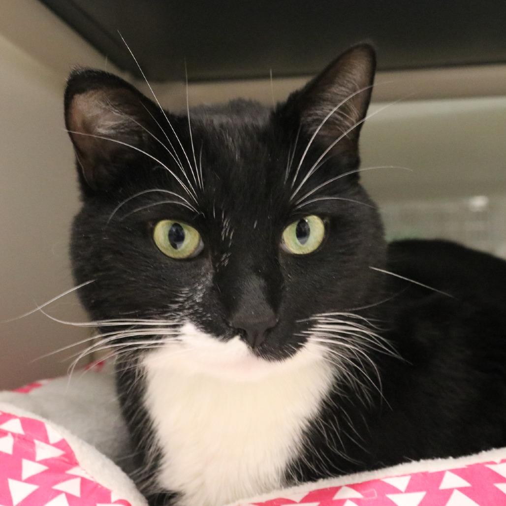 Enlarge Ollie, a Adoptable mixed breed in Saint Cloud, MN image 1/6