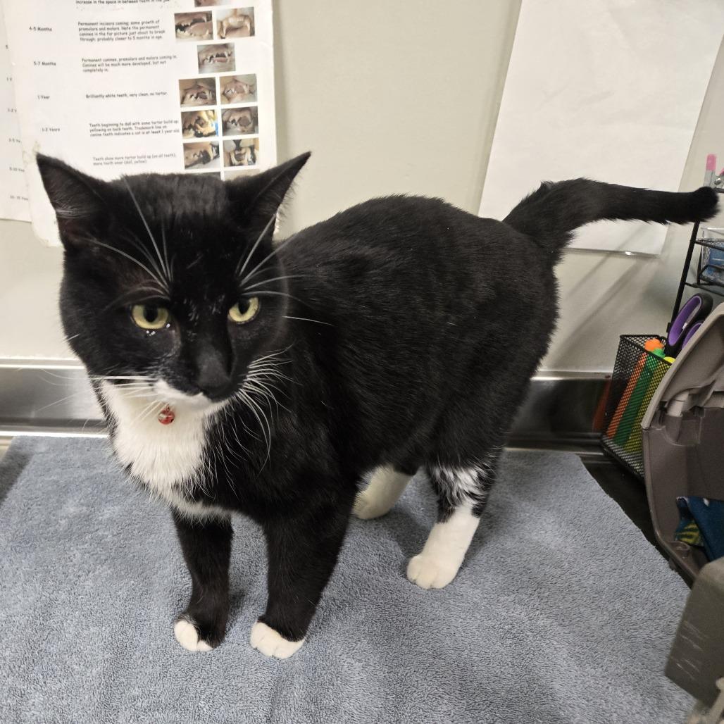 Enlarge Ollie, a Adoptable mixed breed in Saint Cloud, MN image 2/6